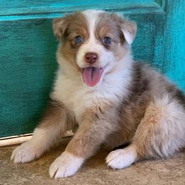 Paprika [Red Merle Female, with Tail] - Miniature Australian Shepherd puppy from Starry-Eyed Mini Aussies with Tails